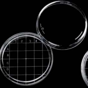 Kontaktskål PS  65.8 x 14.7 mm Steril R uden ribber. 25 rør a 20 stk.